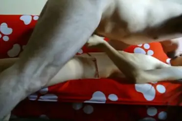 ABG Bispak Jakarta Hotel Bintang Lima, Skandal Viral